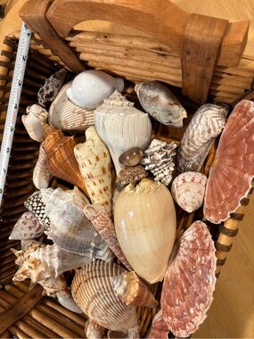 Shells ~ Large Real Seashell Lot Set melo cone olive murex welk cockle
